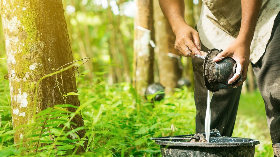 Naturkautschukanbau
